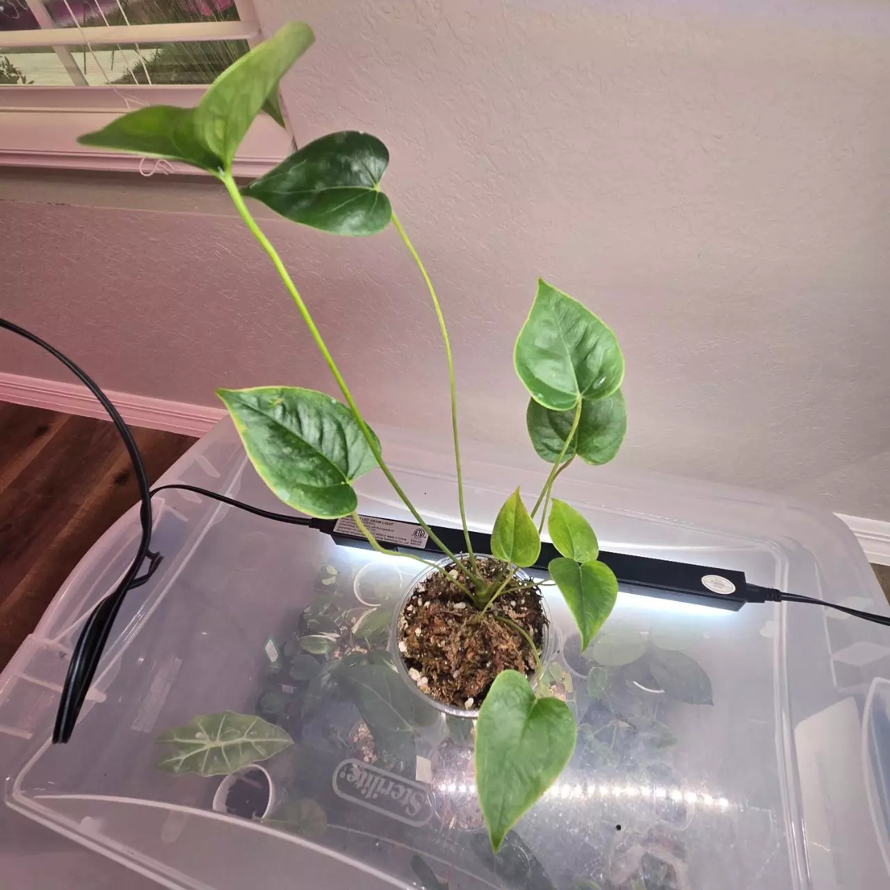 plant/Anthurium Decipiens-3