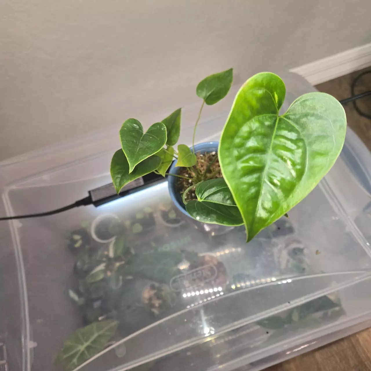 plant/Anthurium Decipiens-1