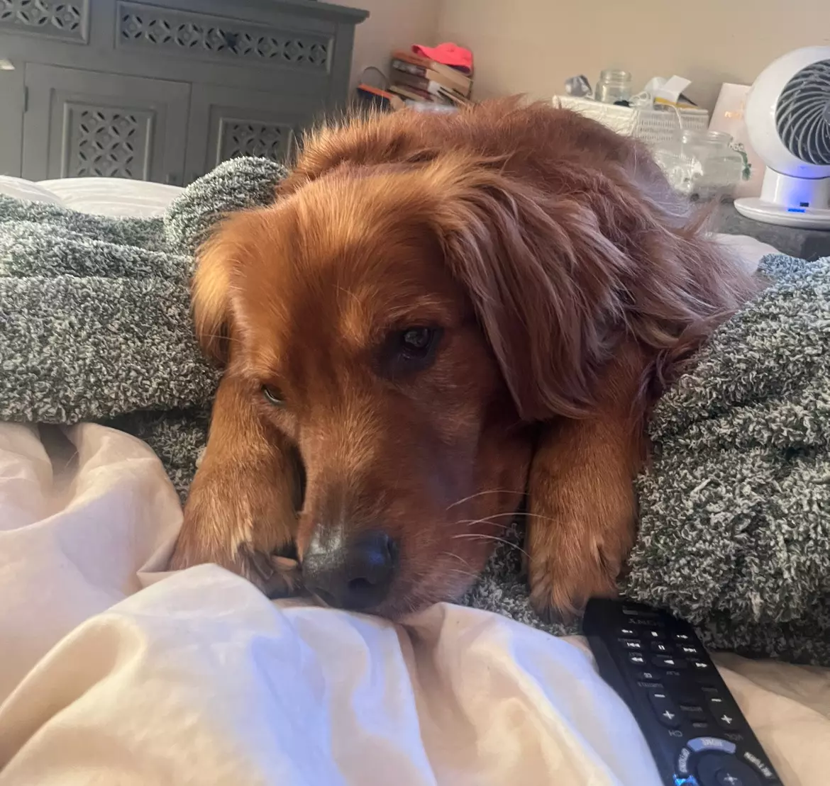 heat_pack/Overnight shipping upgrade-0