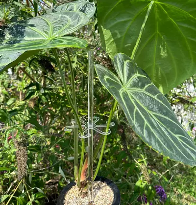 plant/8” Stem Support-1-thumbnail