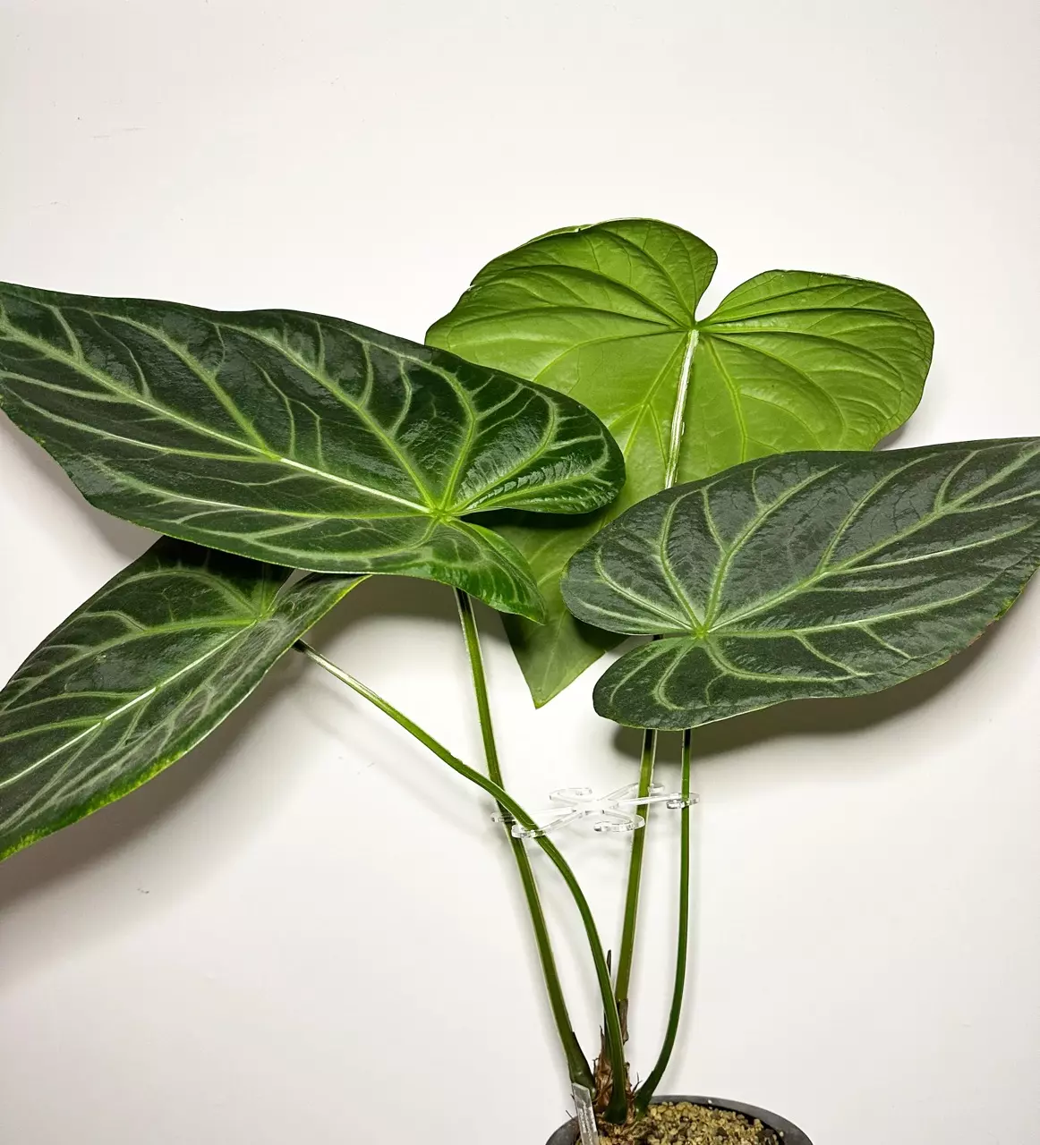 plant/8” Stem Support-2