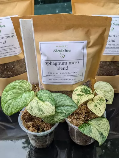 plant/Sphagnum Moss and Perlite Blend-0-thumbnail