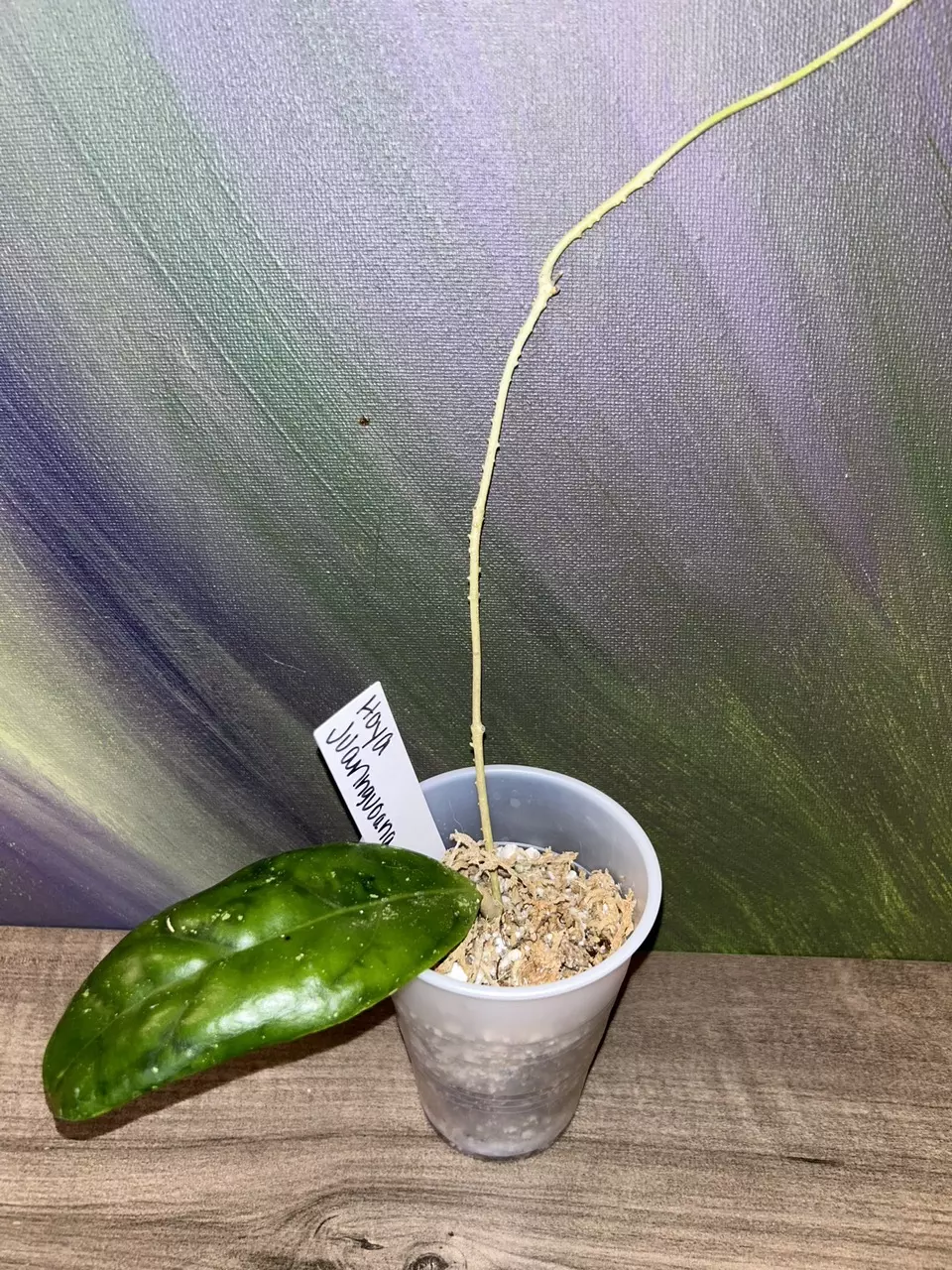 plant/Hoya juannguoana-0