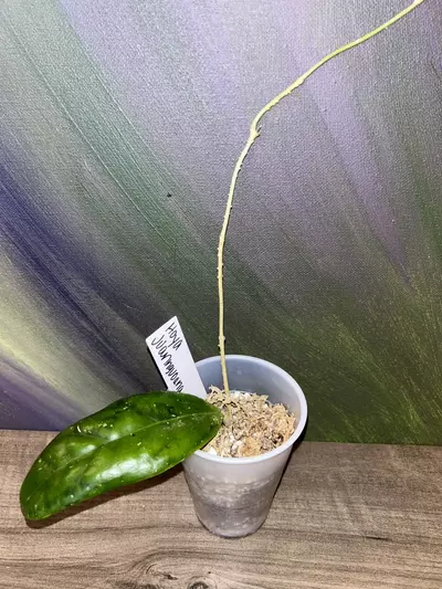 plant/Hoya juannguoana-0-thumbnail