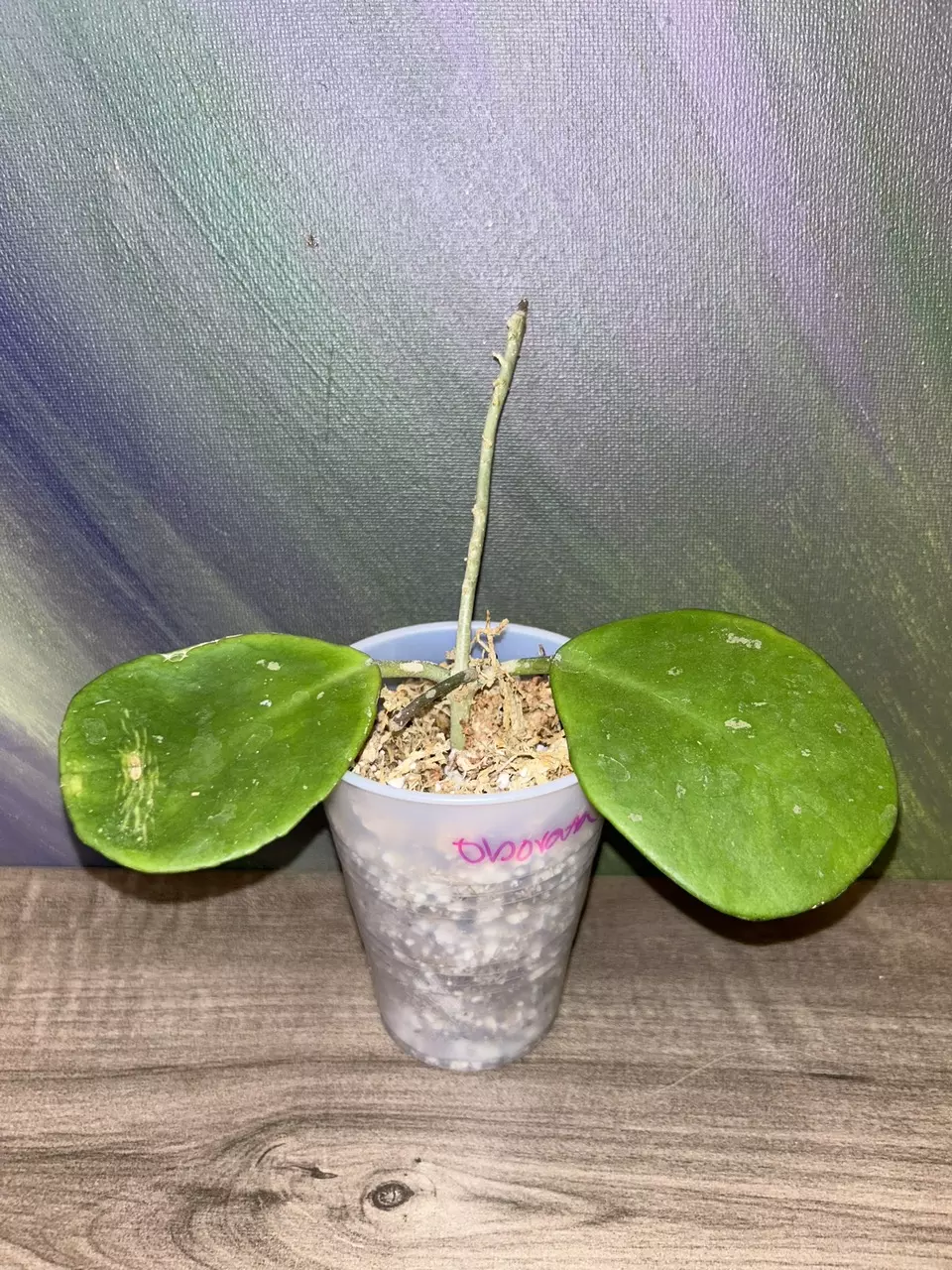 plant/Hoya obovata-0