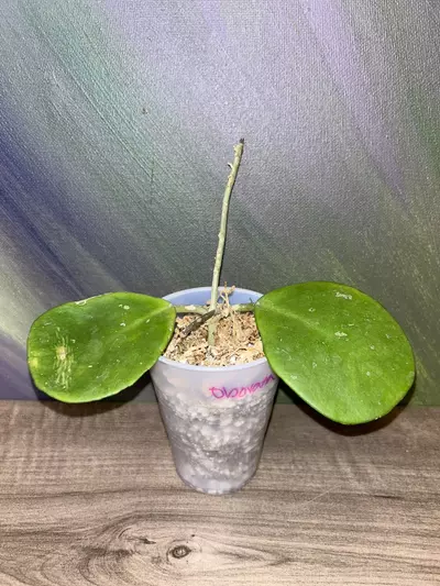 plant/Hoya obovata-0-thumbnail
