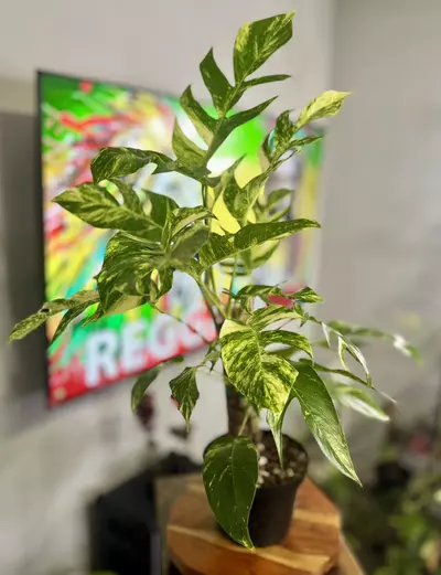 plant/Epi Yellow Flame 🔥-1-thumbnail