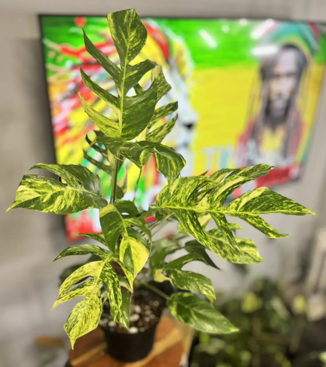 plant/Epi Yellow Flame 🔥-0