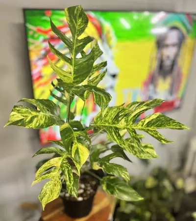 plant/Epi Yellow Flame 🔥-0-thumbnail