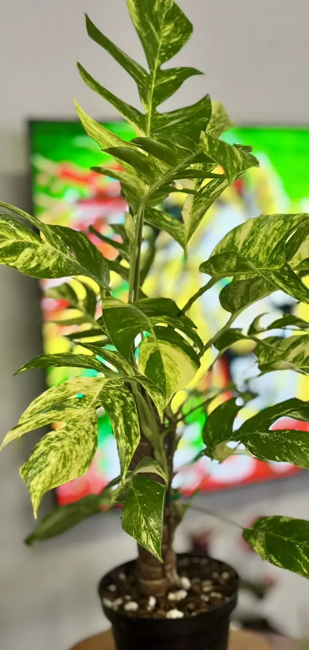 plant/Epi Yellow Flame 🔥-2