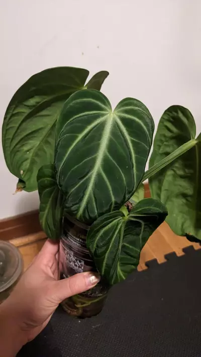 plant/Anthurium Villenaorum-2-thumbnail