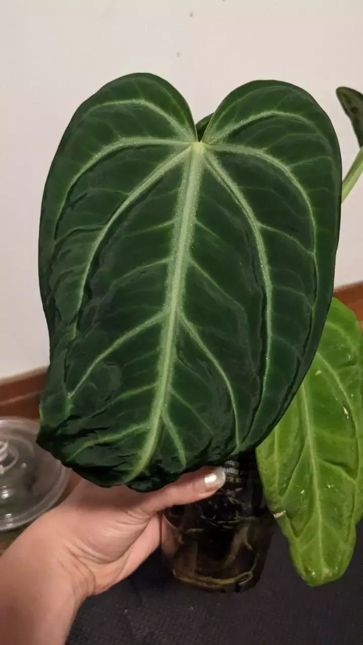 plant/Anthurium Villenaorum-3