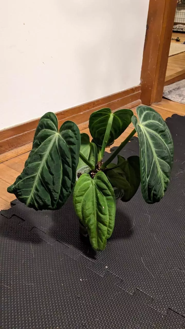 plant/Anthurium Villenaorum-1