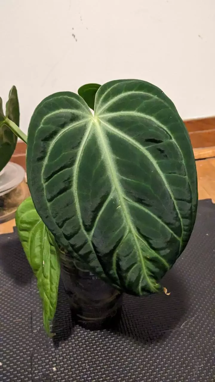 plant/Anthurium Villenaorum-0