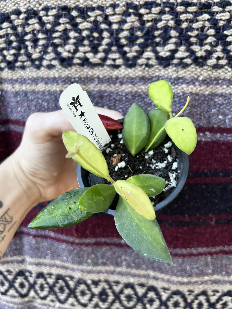 plant/hoya DS-70 variegated-0