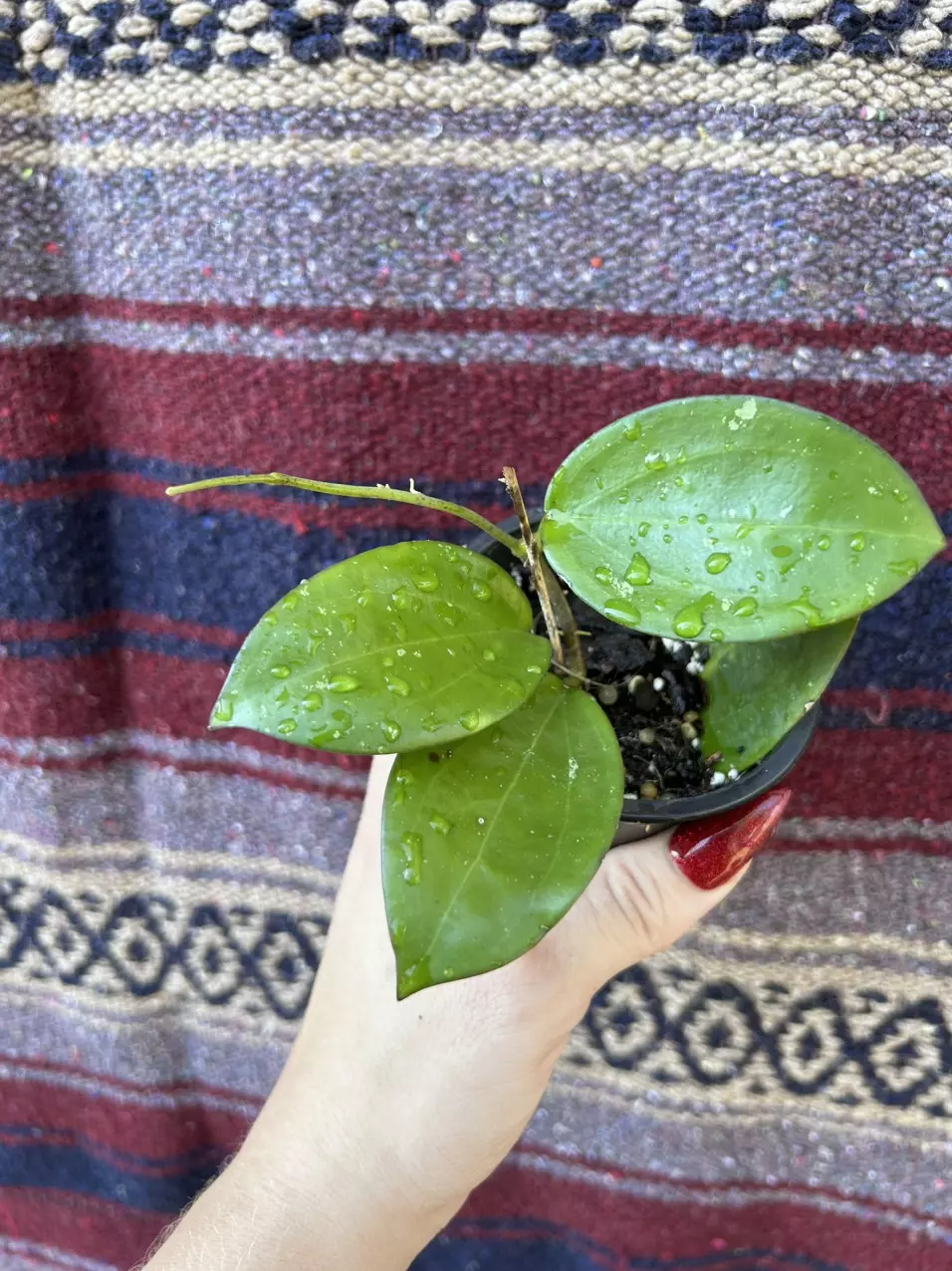 plant/hoya sp. Da Lat-0