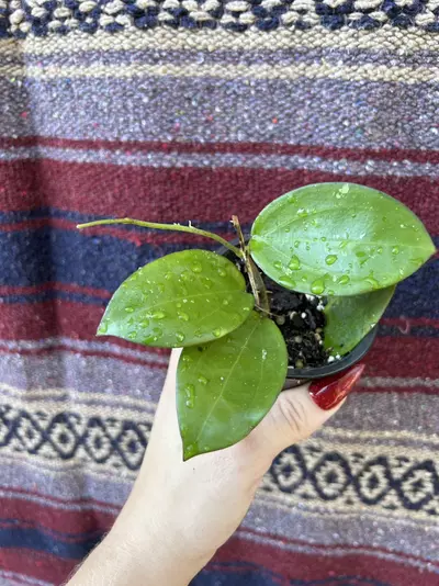 plant/hoya sp. Da Lat-0-thumbnail