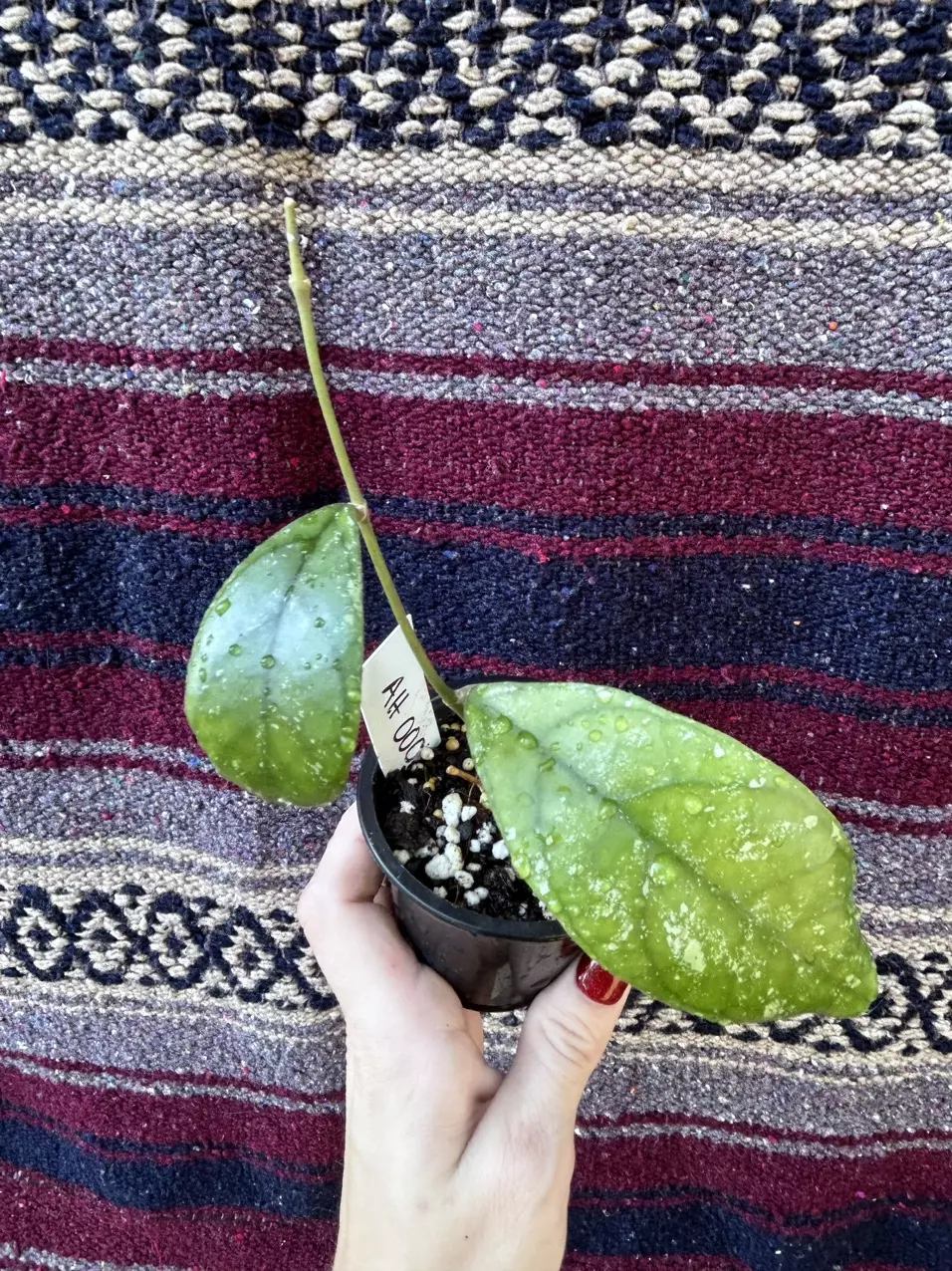 plant/hoya AH-0001-0