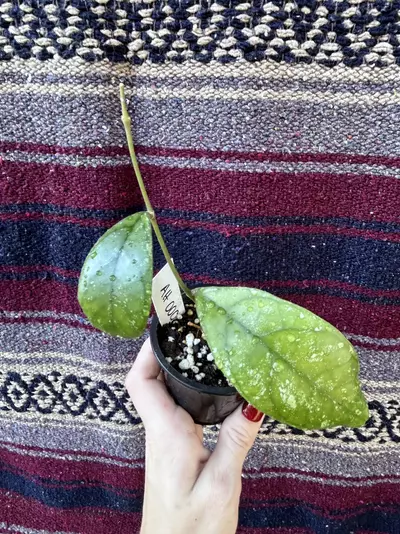 plant/hoya AH-0001-0-thumbnail