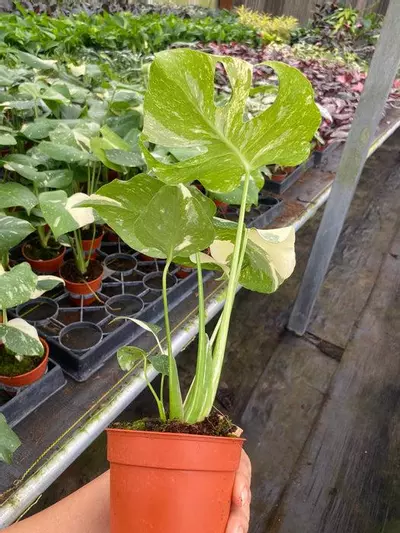 plant/4" Monstera Thai constellation-2-thumbnail