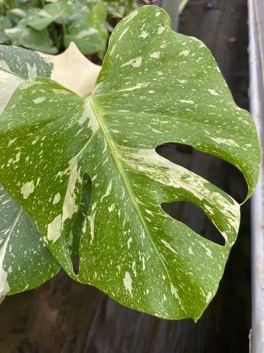 plant/4" Monstera Thai constellation-1