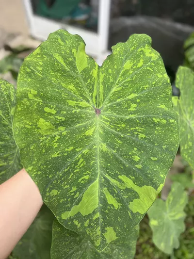 plant/Midori Sour Colocasia (Variegated Colocasia) *STARTER*-1-thumbnail