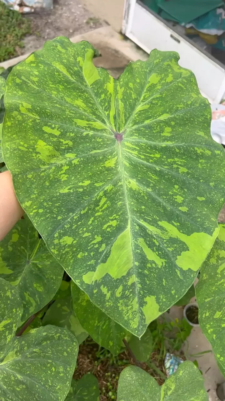 plant/Midori Sour Colocasia (Variegated Colocasia) *STARTER*-0