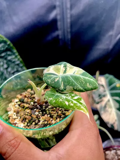 plant/Alocasia Black Velvet (Pink)-2-thumbnail