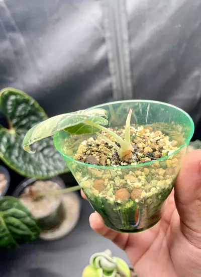 plant/Alocasia Black Velvet (Pink)-1-thumbnail