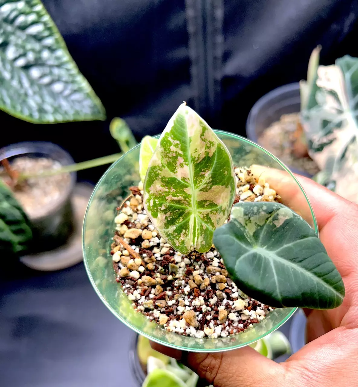 plant/Variegated Alocasia Black Velvet (Pink)-0