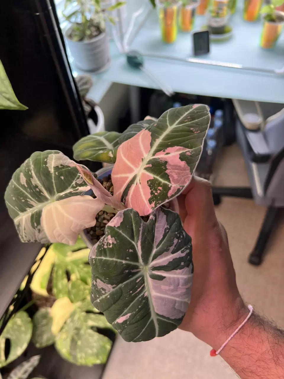 plant/Alocasia Black Velvet (Pink)-3