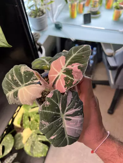 plant/Alocasia Black Velvet (Pink)-3-thumbnail