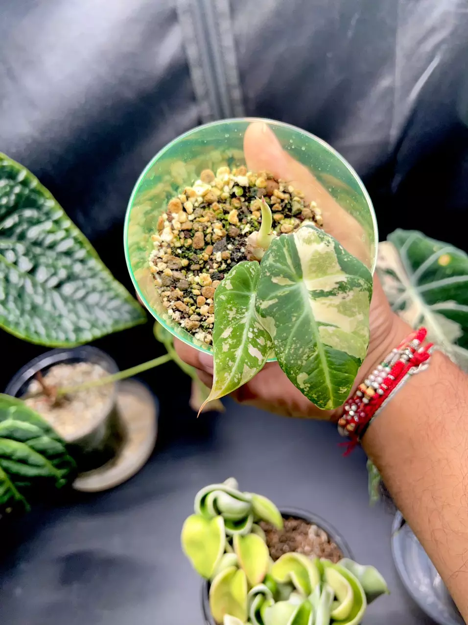 plant/Alocasia Black Velvet (Pink)-0