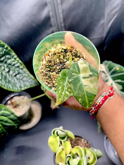 plant/Alocasia Black Velvet (Pink)-0-thumbnail