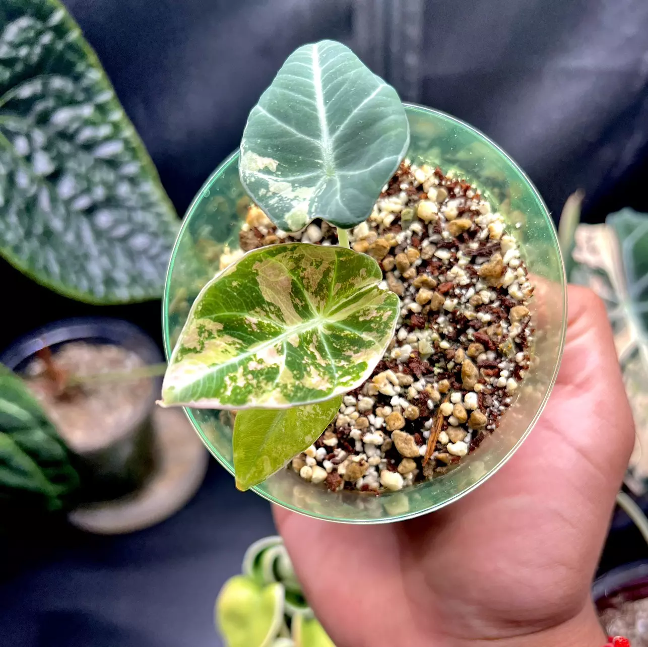 plant/Variegated Alocasia Black Velvet (Pink)-1