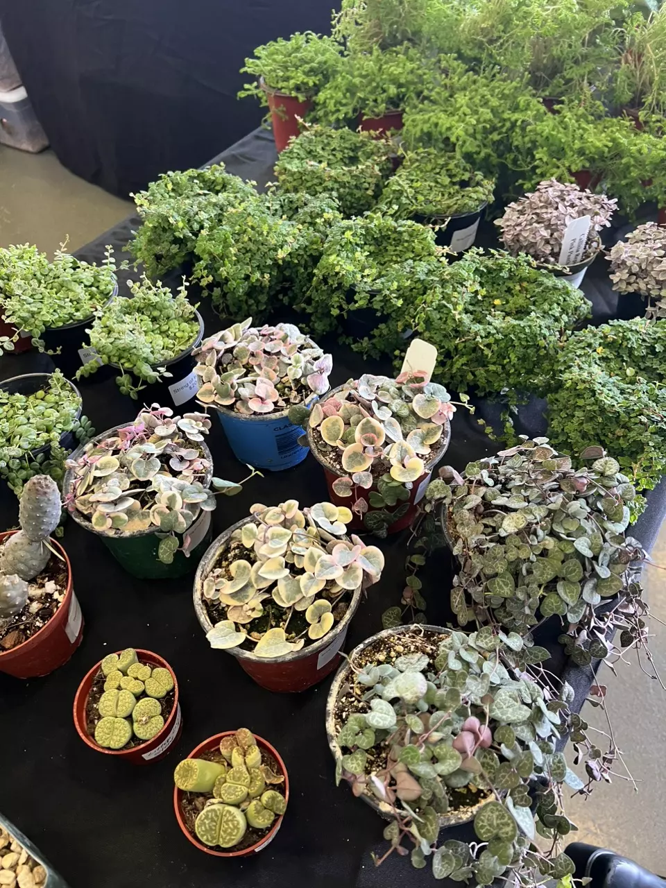 plant/Variegated String of Hearts-1