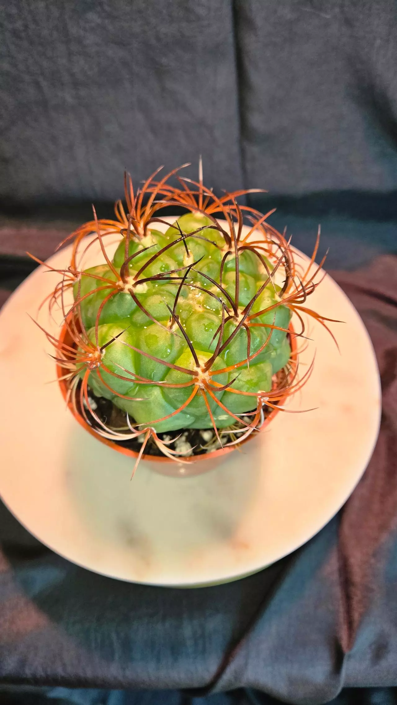 plant/Denmoza Rhodacantha Cactus 🌵-1