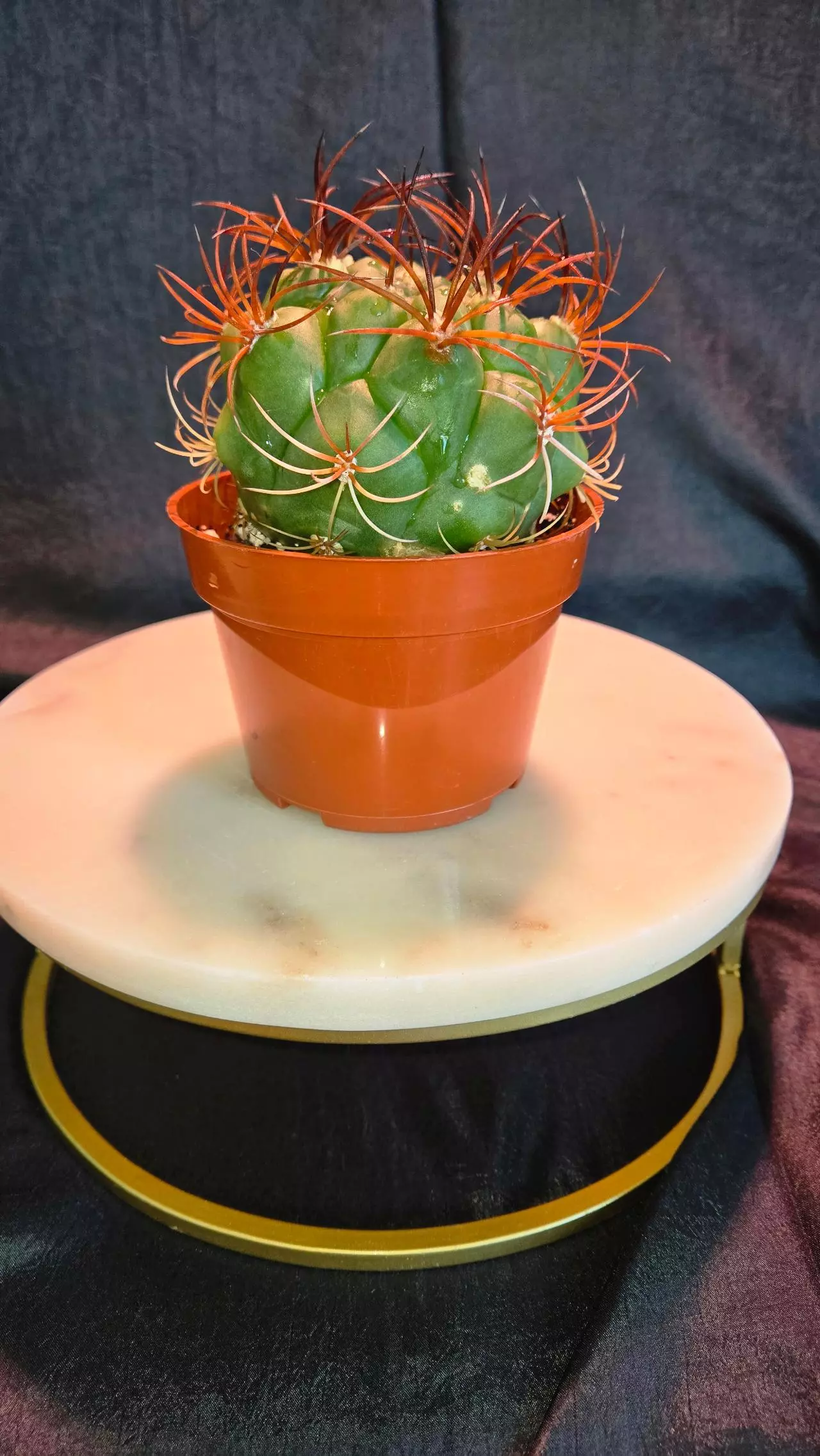 plant/Denmoza Rhodacantha Cactus 🌵-2