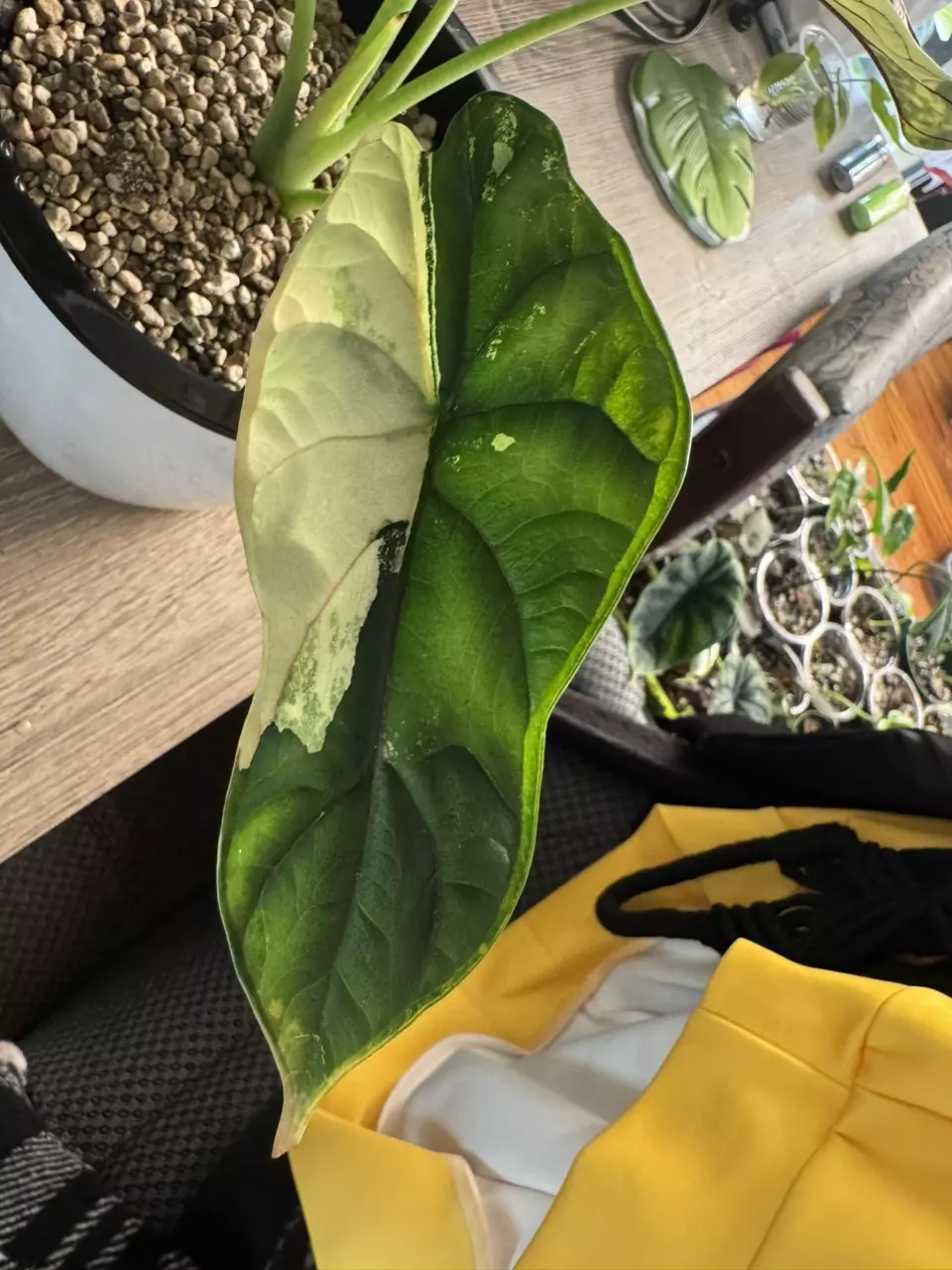 plant/Variegated Dragon Scale CORM-5