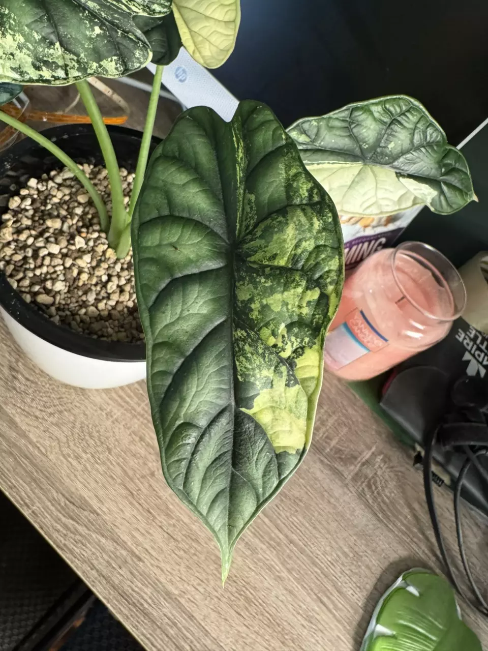 plant/Variegated Dragon Scale CORM-1
