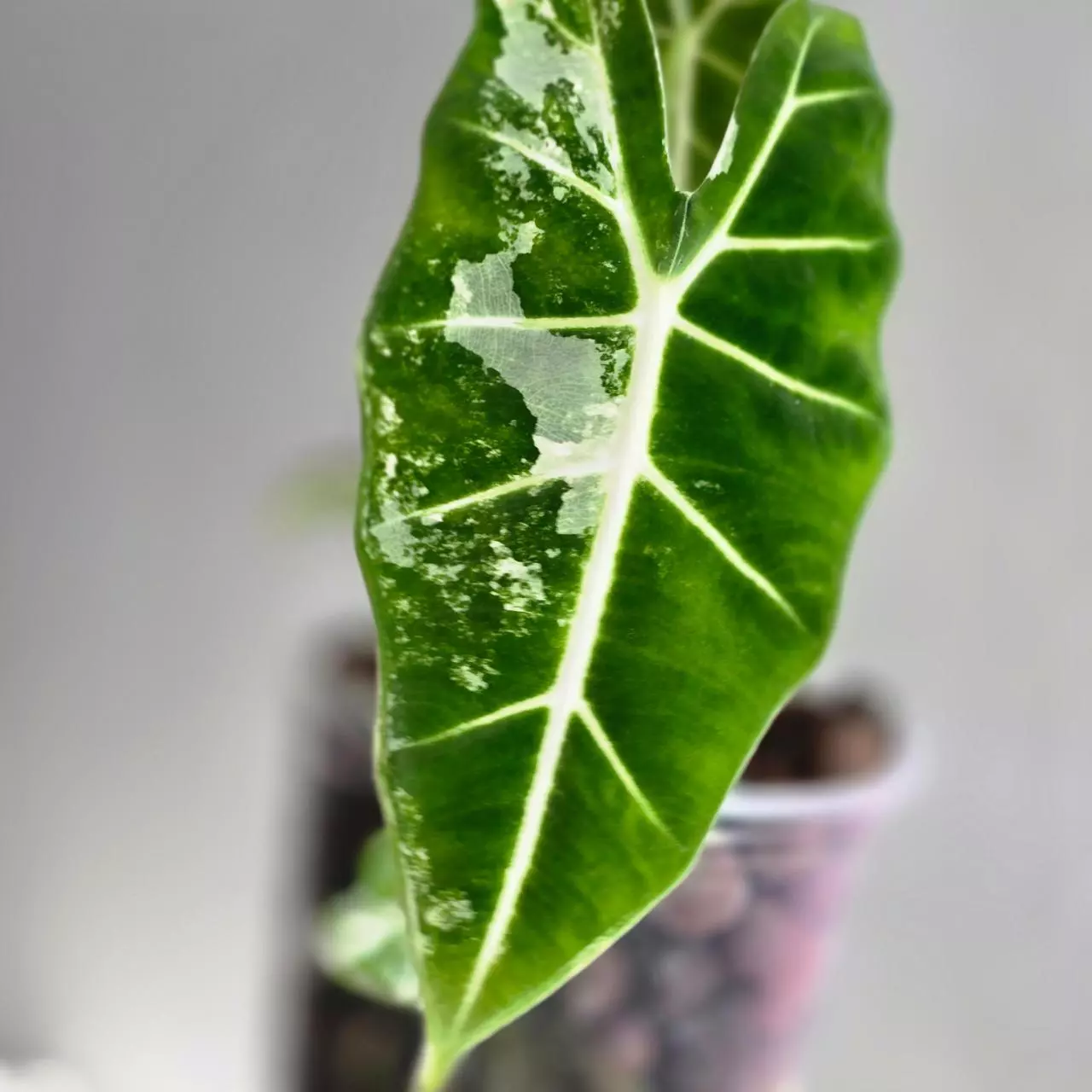 plant/Frydek Albo corm-0