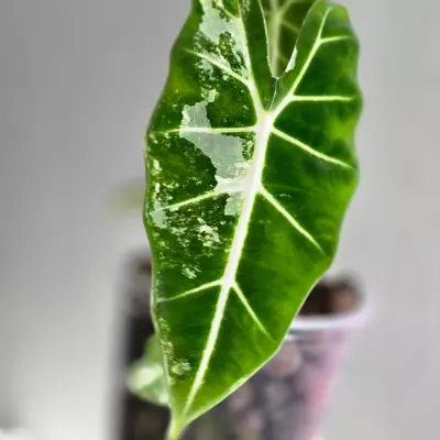 plant/Frydek Albo corm-0-thumbnail