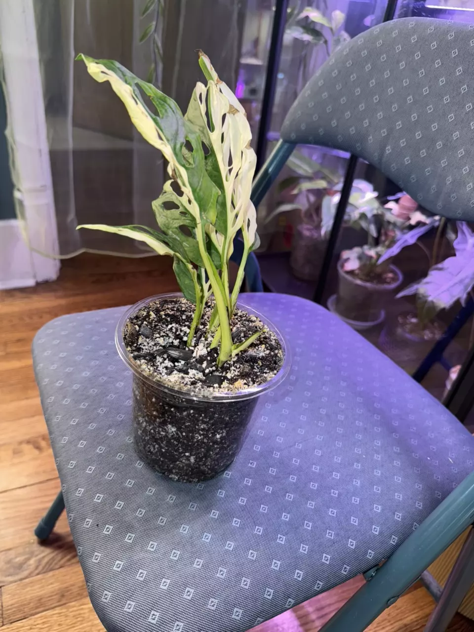 plant/Albo Adansonii Monstera-1