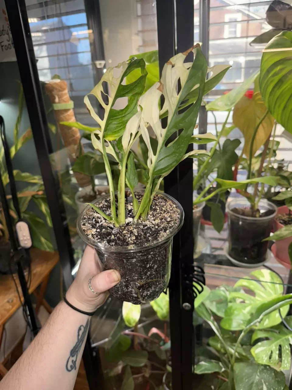 plant/Albo Adansonii Monstera-3