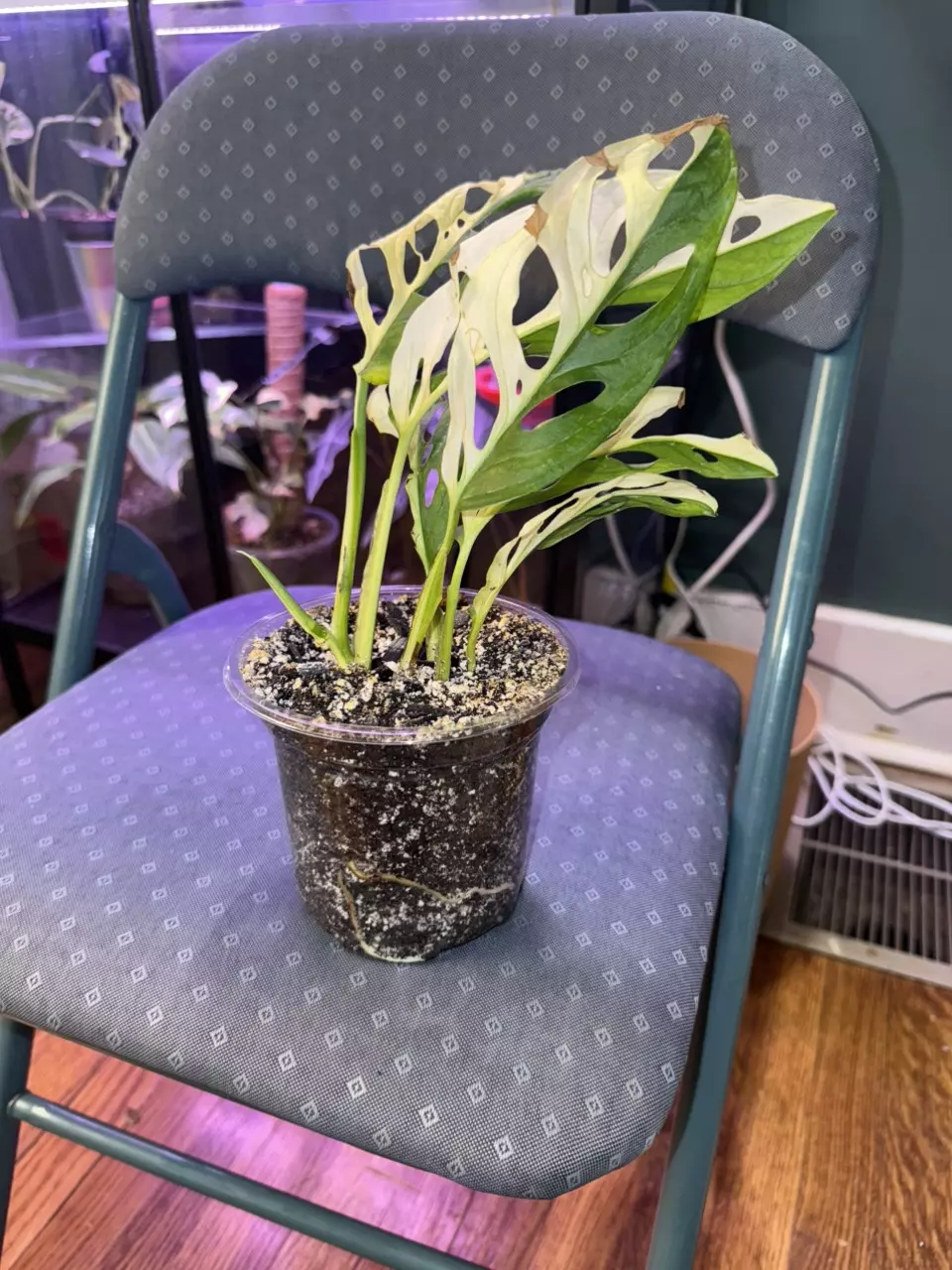 plant/Albo Adansonii Monstera-0