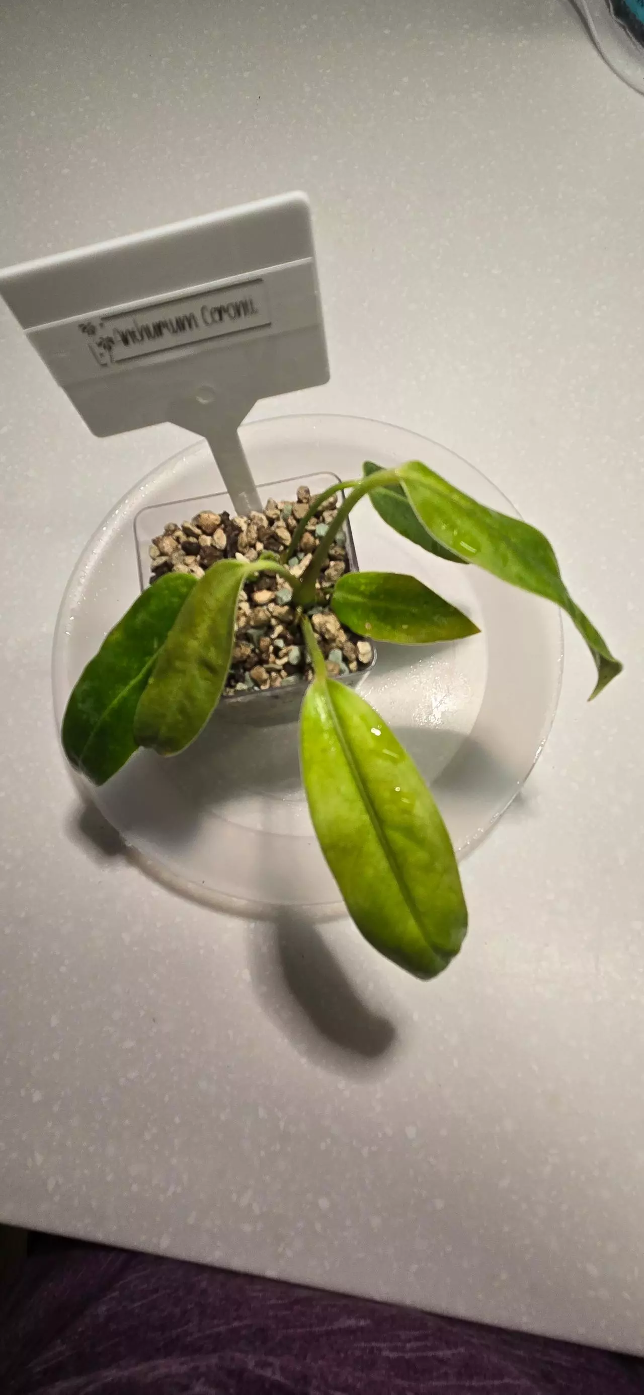 plant/Anthurium Ceroni-0
