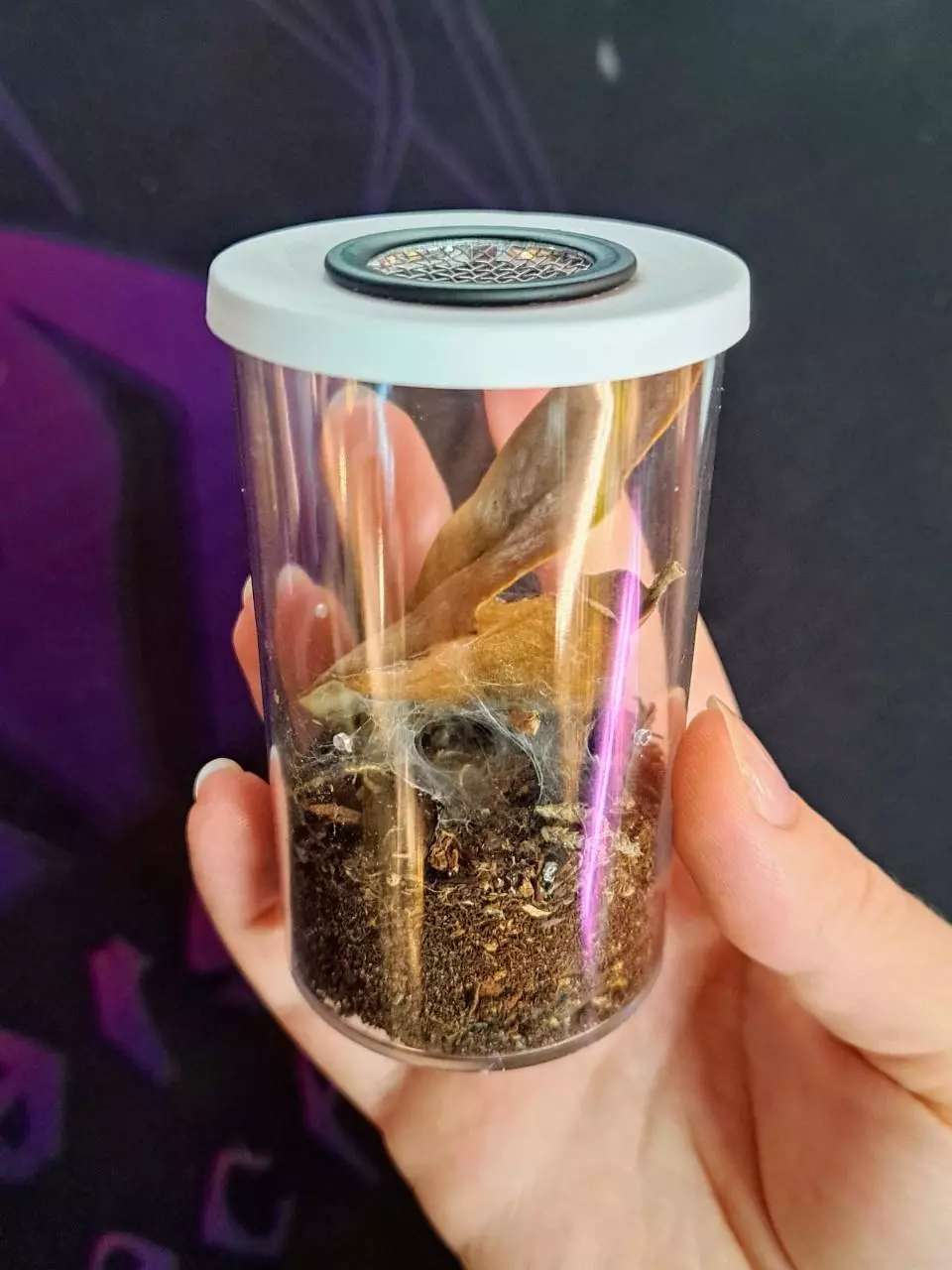 plant/Ventilated 40 dram vial spiderling enclosure-2