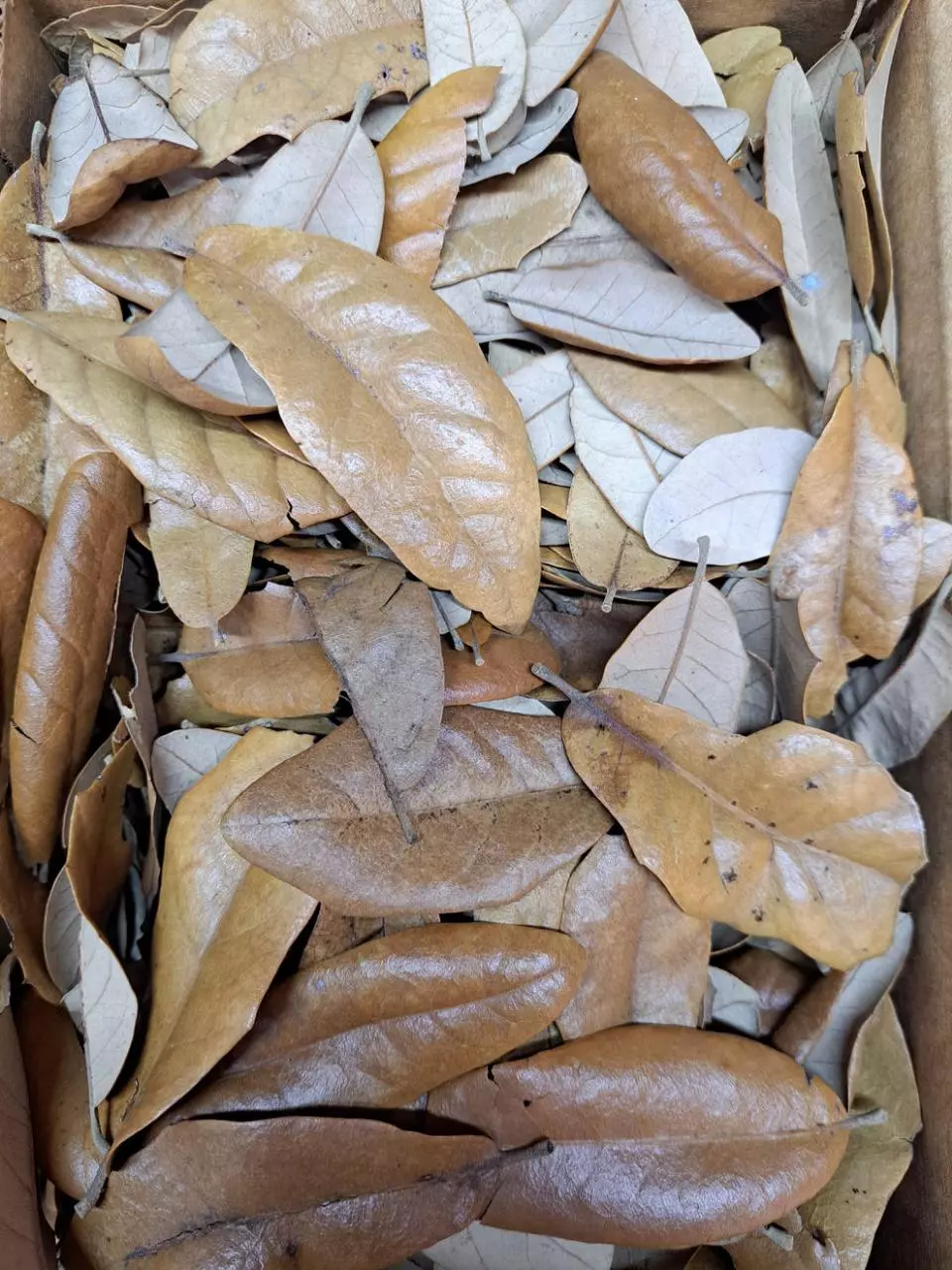 plant/Live oak leaf litter-1