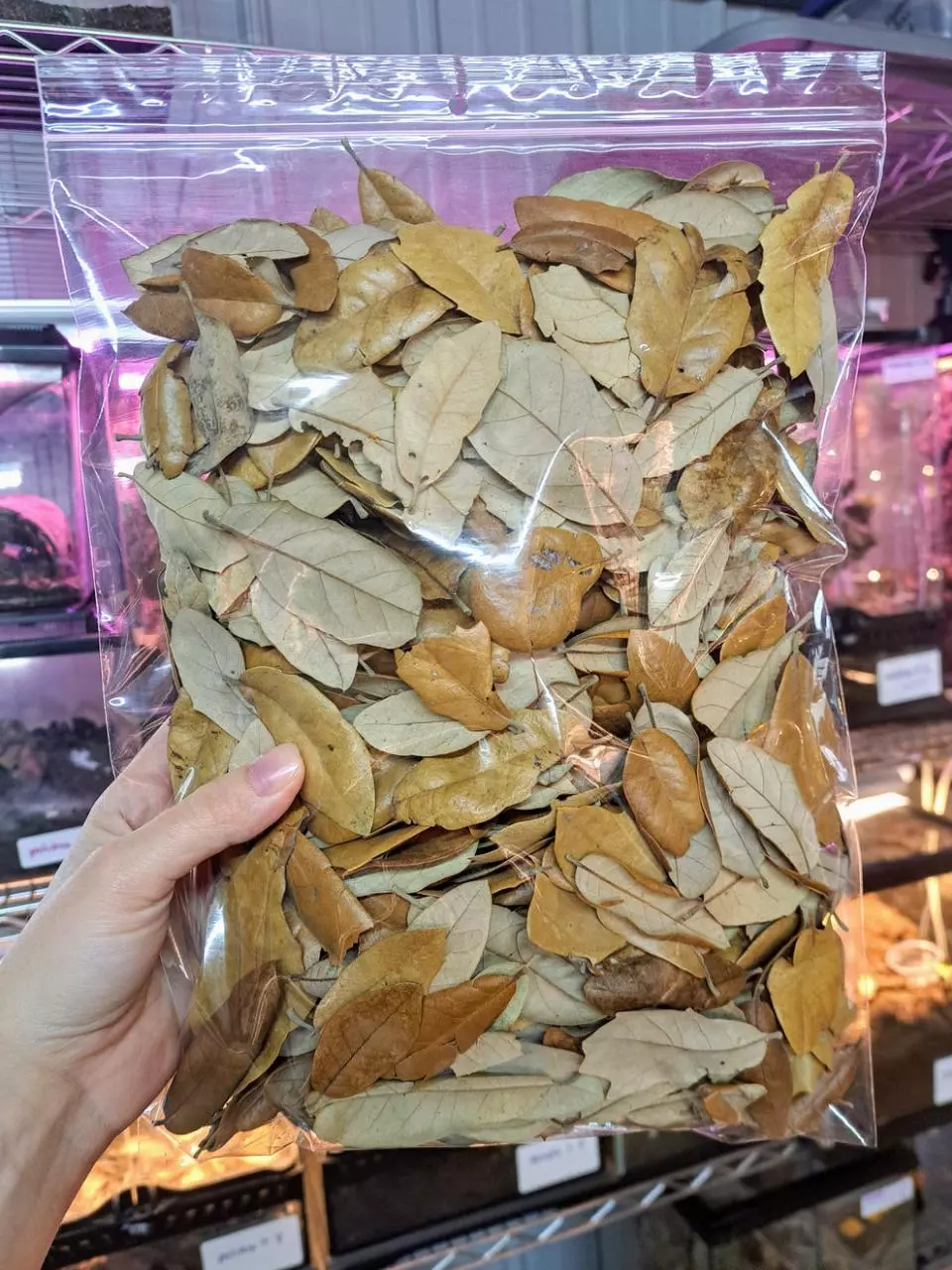 plant/Live oak leaf litter-0