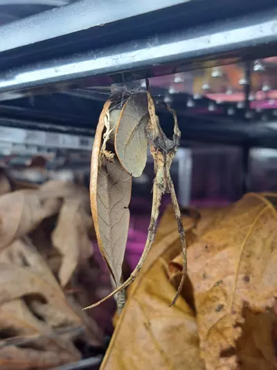 plant/Live oak leaf litter-2-thumbnail